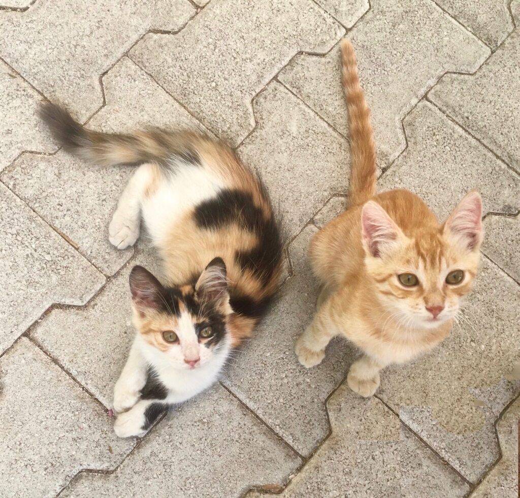 Kittens in Corfu, Greece.