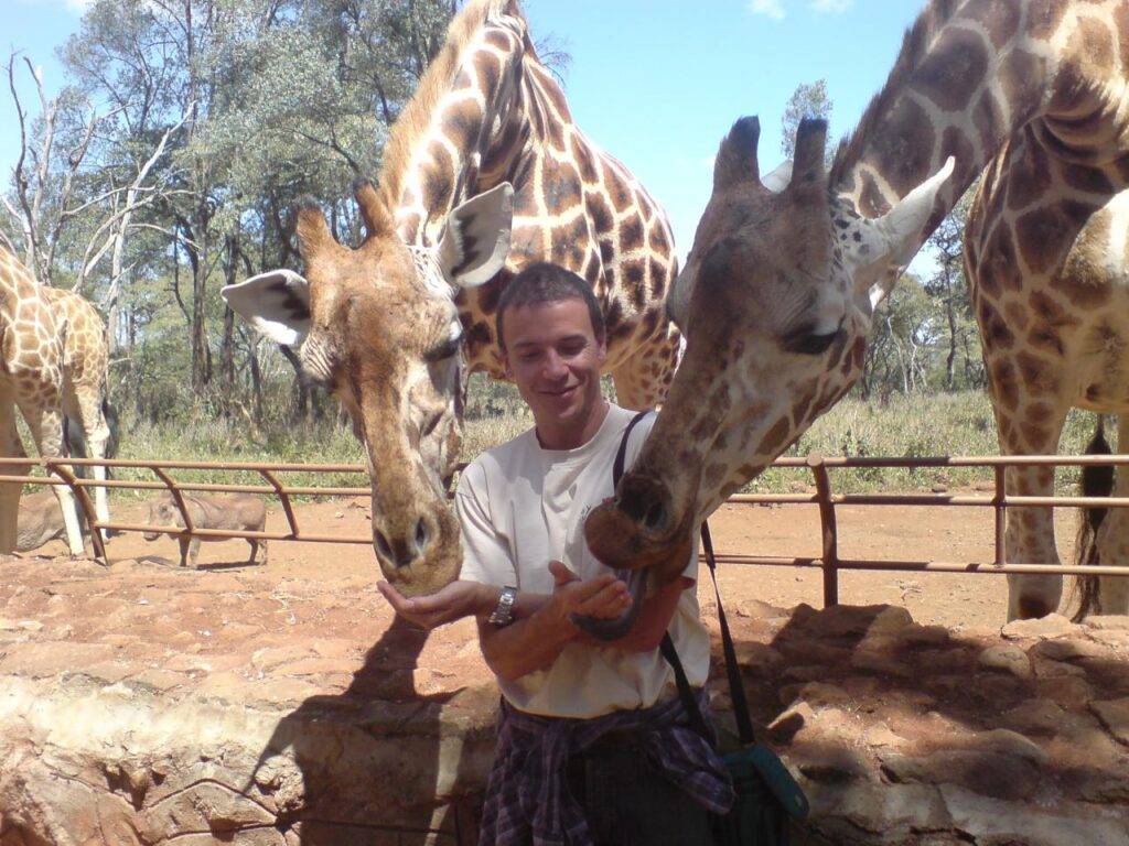 Feeding two giraffes